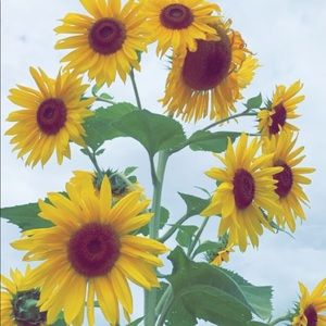 Meet your Posher, Emma